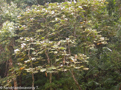 Dombeya magnifolia