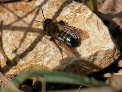 Andrena
