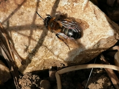 Andrena