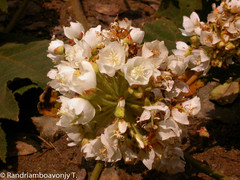 Dombeya magnifolia
