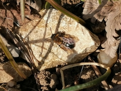Andrena