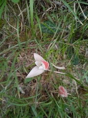 Tulipa clusiana