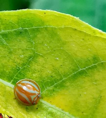 Hemisphaerius coccinelloides