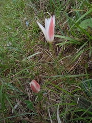 Tulipa clusiana
