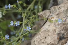 Lappula subcaespitosa