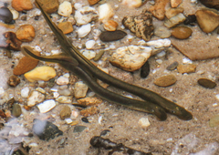 Lampetra planeri
