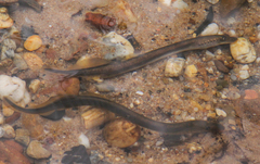 Lampetra planeri