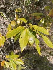 Quercus stenophylloides