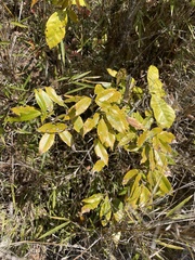 Quercus stenophylloides