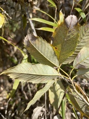 Quercus stenophylloides