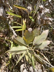 Quercus stenophylloides