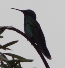 Colibri