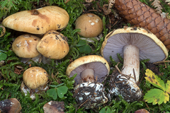 Cortinarius subgracilis