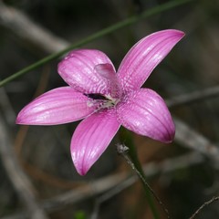 Elythranthera emarginata