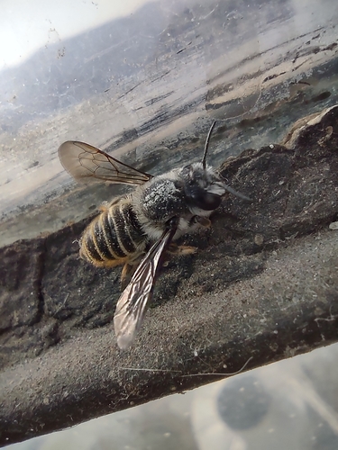Megachile zapoteca