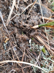 Poronia punctata