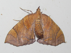 Eulithis gracilineata