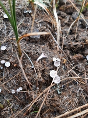 Poronia punctata