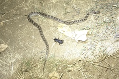 Hypsiglena ochrorhynchus