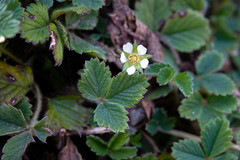 Potentilla sterilis