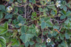 Potentilla sterilis