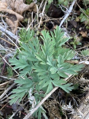 Dicentra formosa