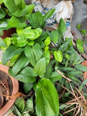 Typhonium flagelliforme