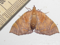 Eulithis gracilineata