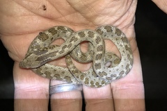 Hypsiglena ochrorhynchus