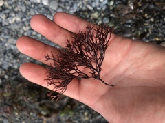 Fredericqia decewii
