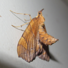 Eulithis gracilineata