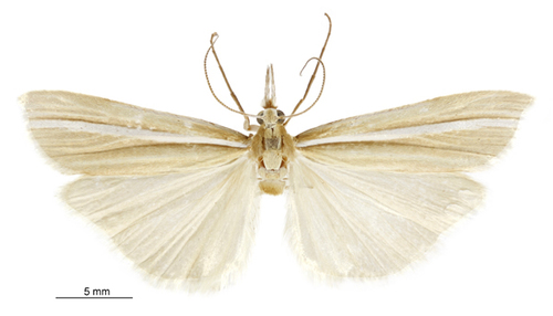 Orocrambus abditus