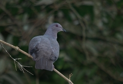 Patagioenas plumbea