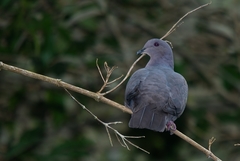 Patagioenas plumbea
