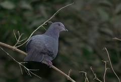 Patagioenas plumbea