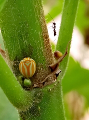 Hemisphaerius coccinelloides