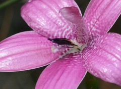 Elythranthera emarginata