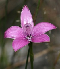 Elythranthera emarginata
