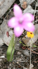 Elythranthera emarginata