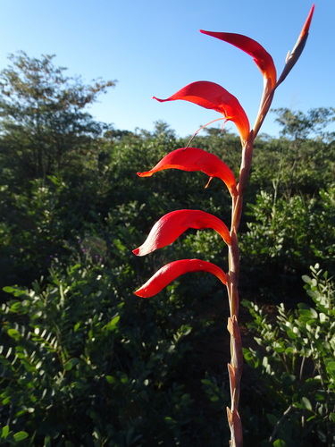 Gladiolus magnificus image