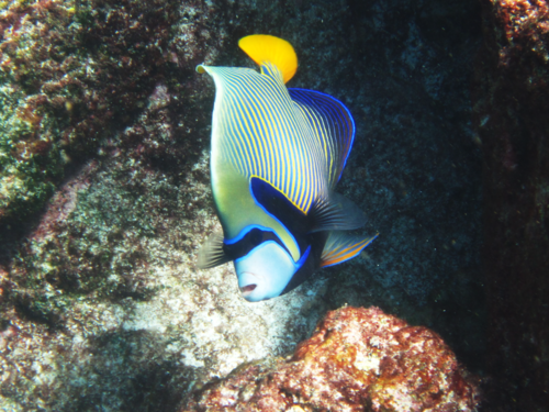 Pomacanthus imperator