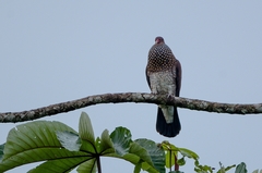 Patagioenas speciosa