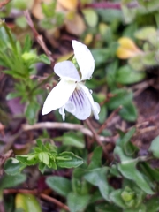 Viola bicolor