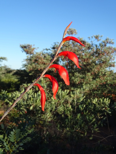 Gladiolus magnificus image