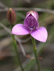Elythranthera emarginata