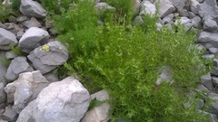 Drypis spinosa jacquiniana