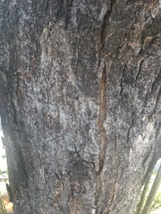 Cenostigma pluviosum