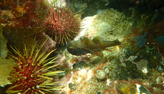 Vincentia conspersa
