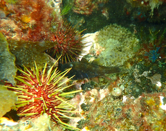 Vincentia conspersa