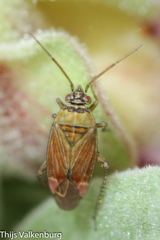 Pachyxyphus lineellus